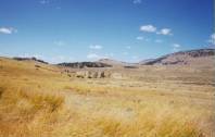 Buffalo herd in the Lamar Valley